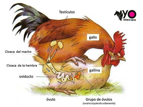 pene de un gallo|El fascinante proceso de reproducción de las gallinas:。